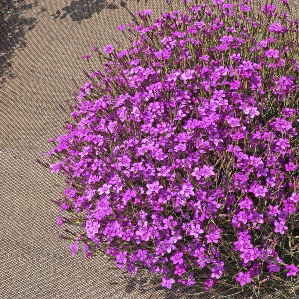 Oeillet deltoides rose - Dianthus deltoides - Lot de 3