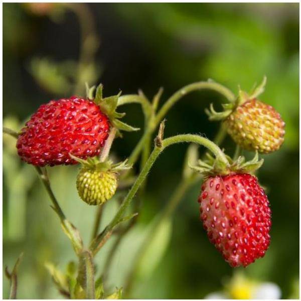 Fraisier remontant 'Fraise des bois'