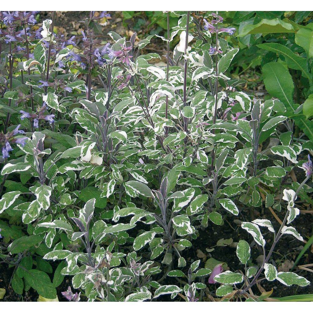 Sauge officinale tricolore - Image 2