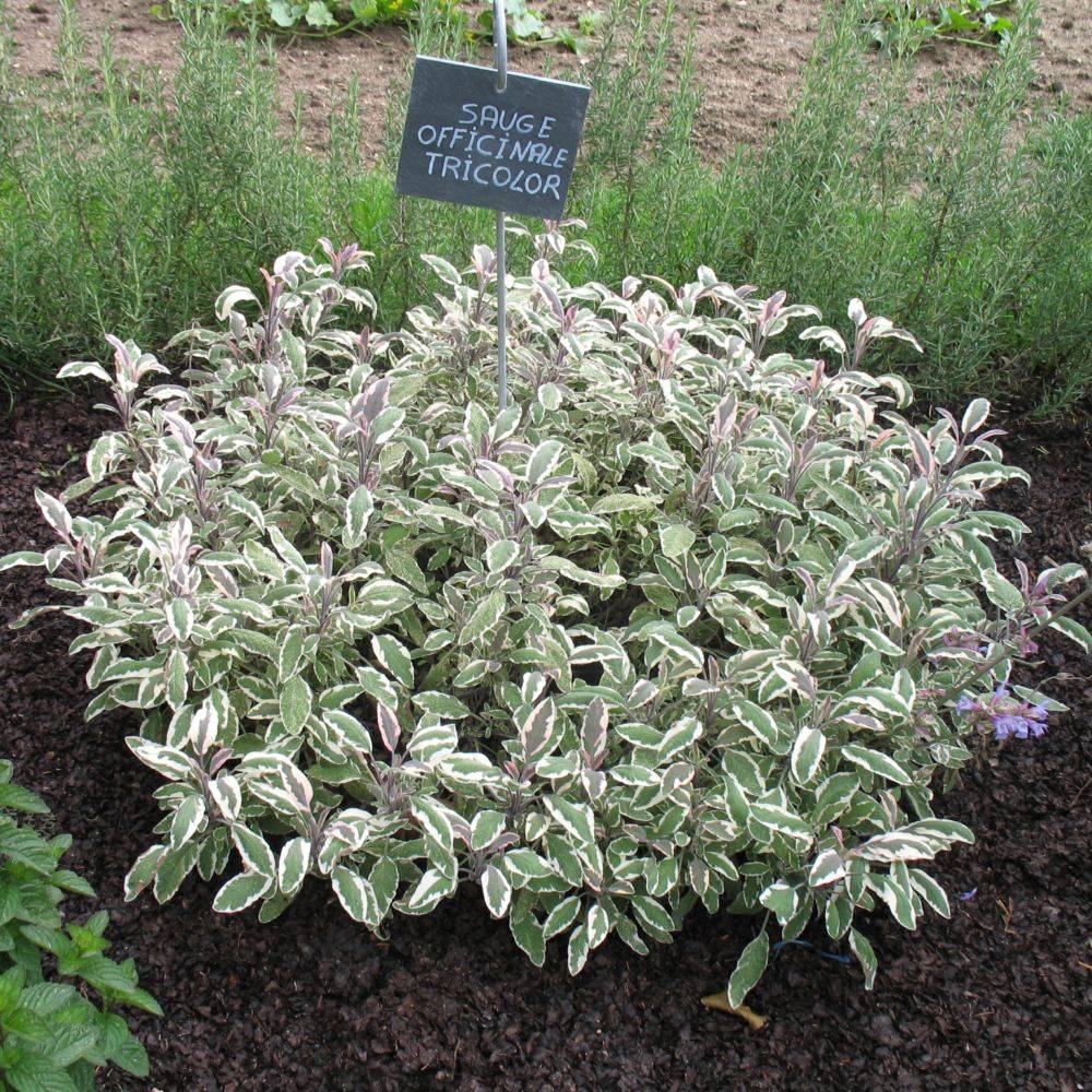 Sauge officinale tricolore - Image 1