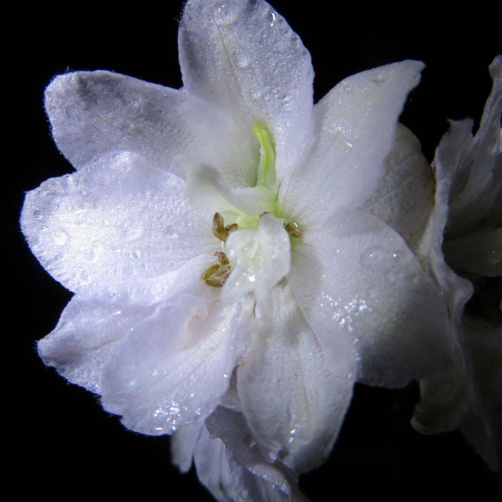 Delphinium hybride giant pacific galahad