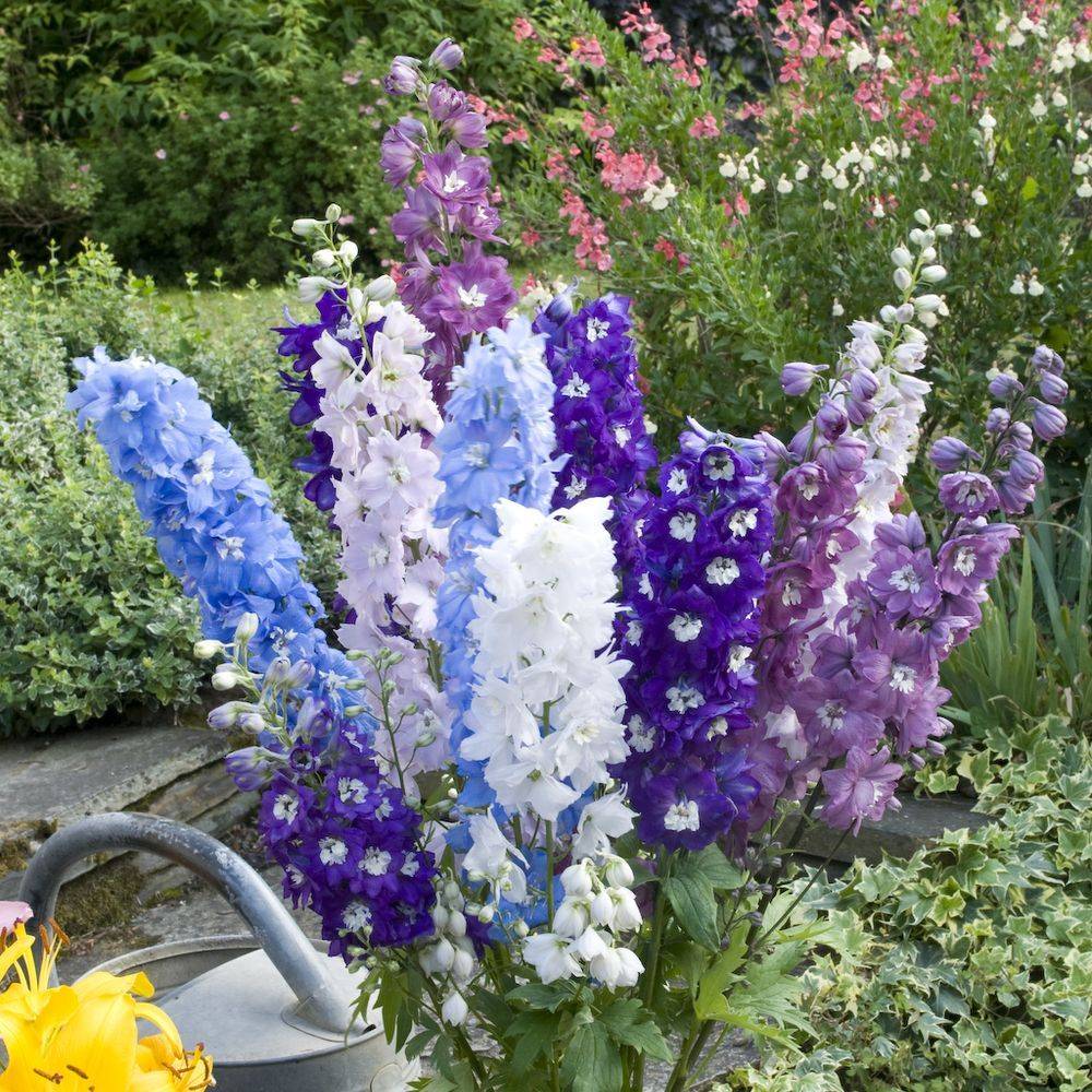 Delphinium hybride giant pacific - Image 2