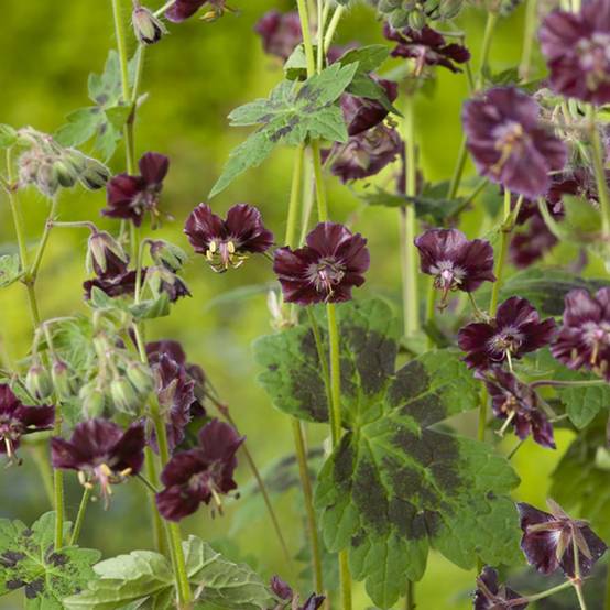 Géranium vivace phaeum Samobor - Image 3