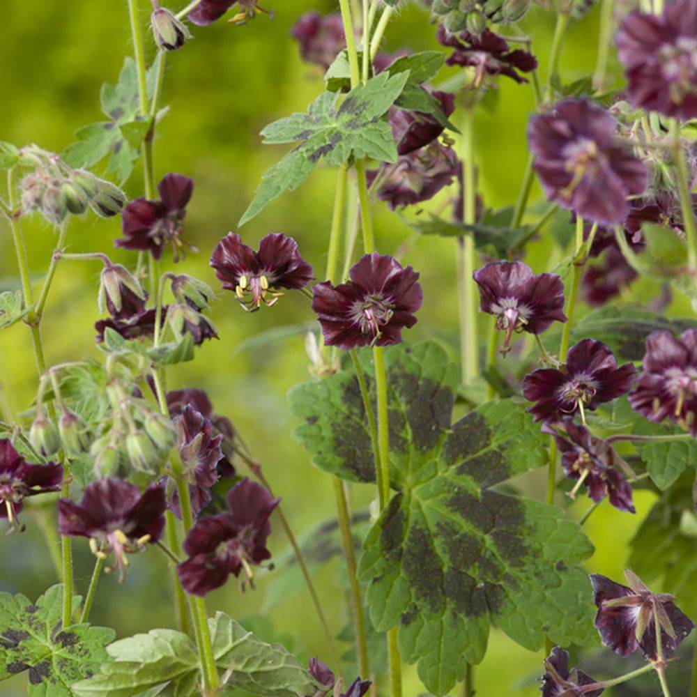 Géranium vivace phaeum Samobor - Image 3
