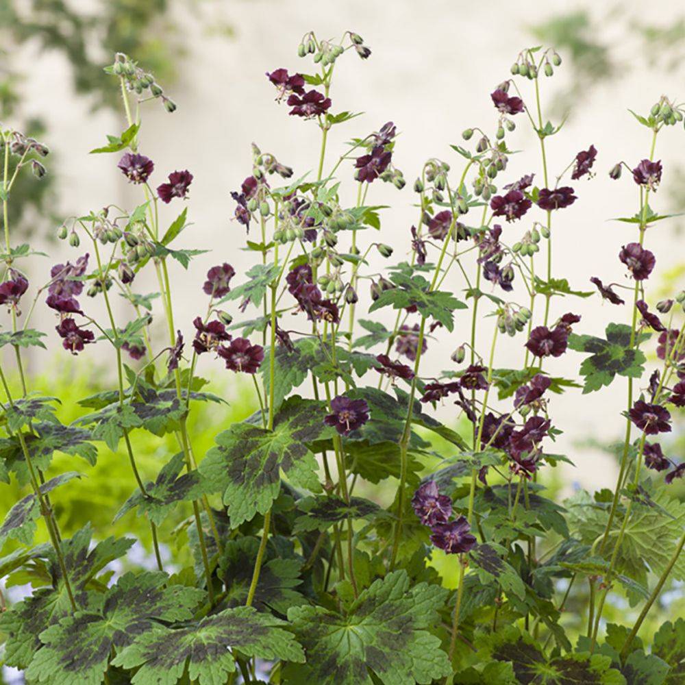 Géranium vivace phaeum Samobor - Image 1