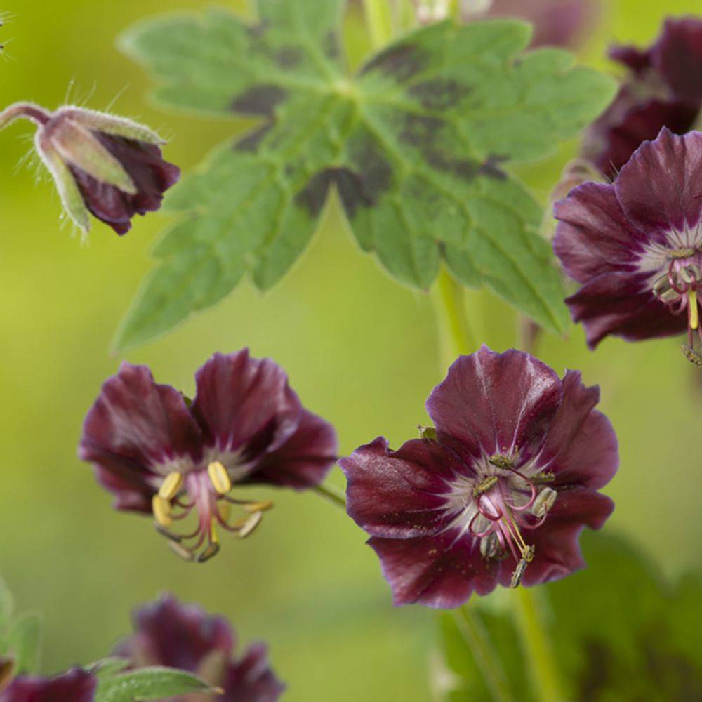 Géranium vivace phaeum Samobor - Image 2