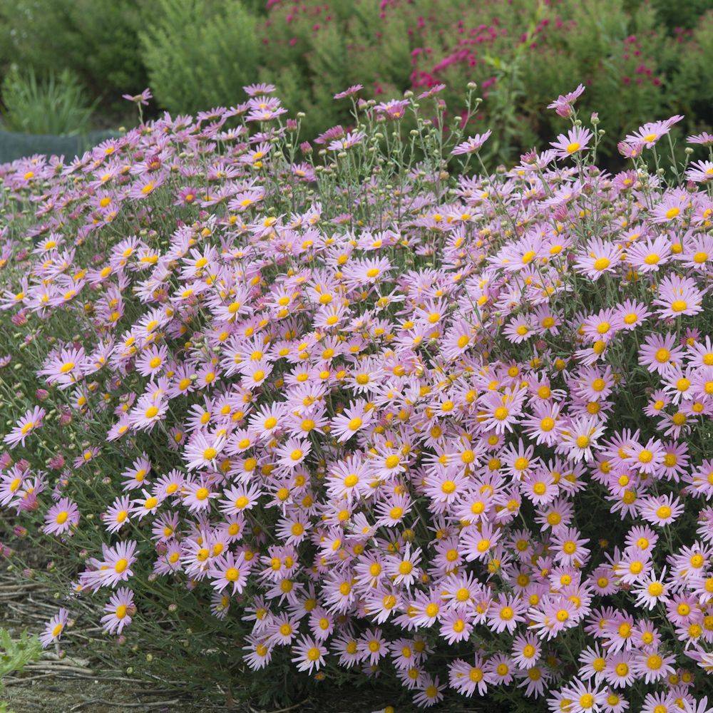 Chrysanthemum hybride rubellum clara curtis