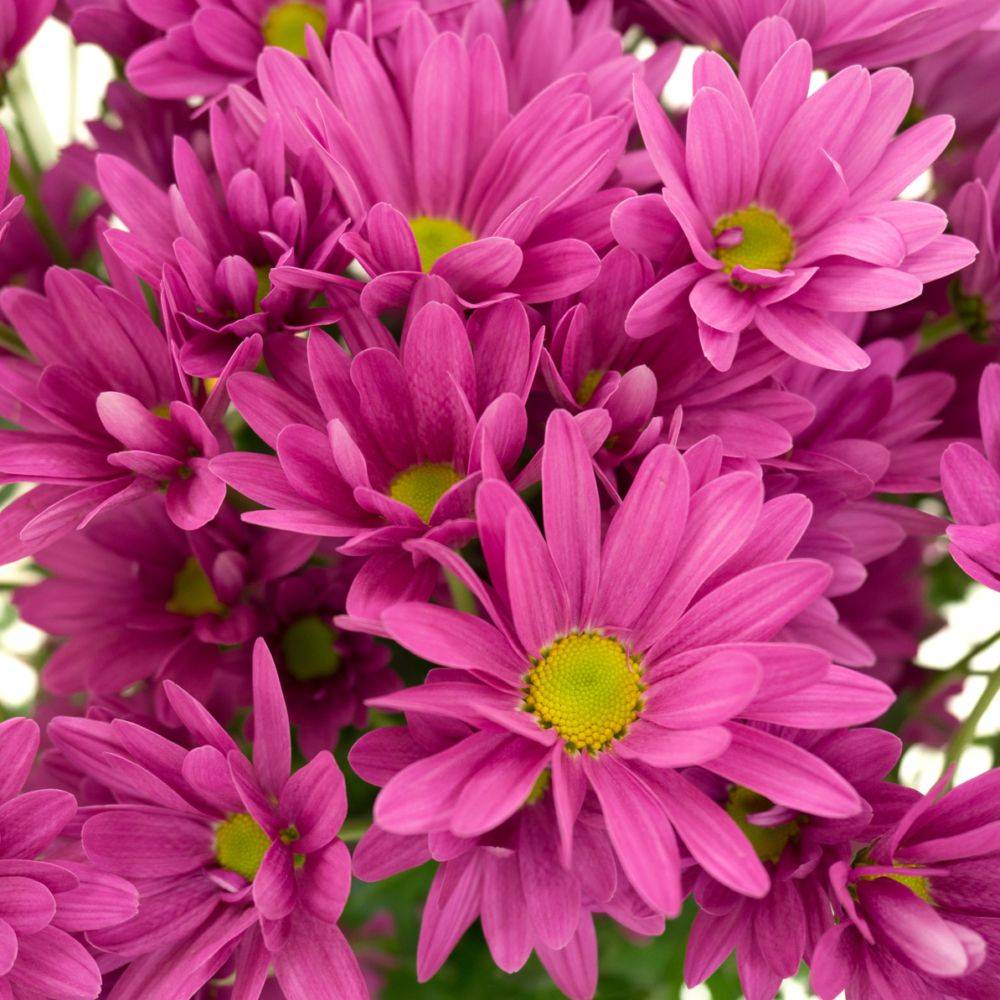 Marguerite d'automne violette