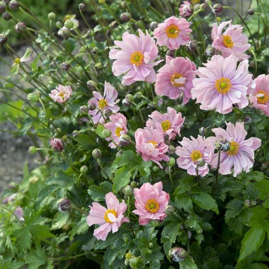 Anemone japonica koningin charlotte lot de 3 - Image 1