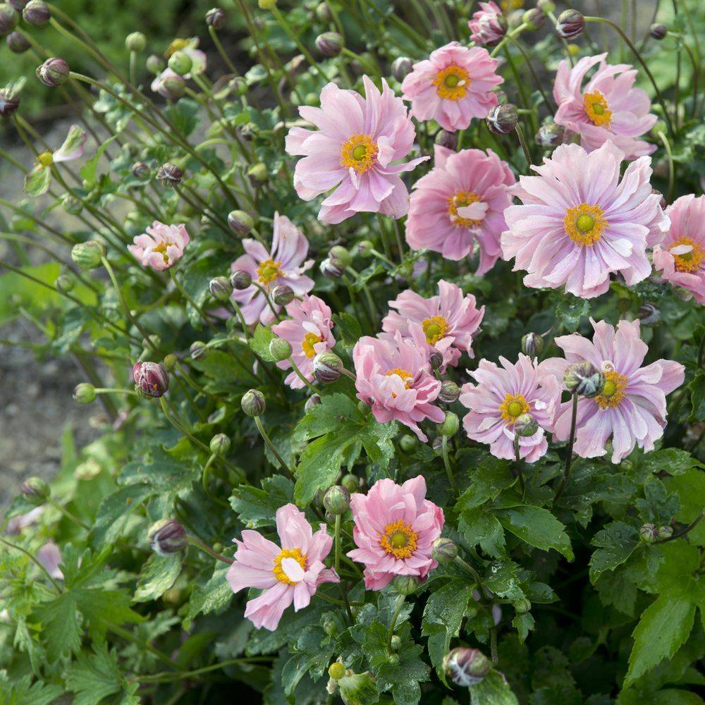 Anemone japonica koningin charlotte lot de 3 - Image 1