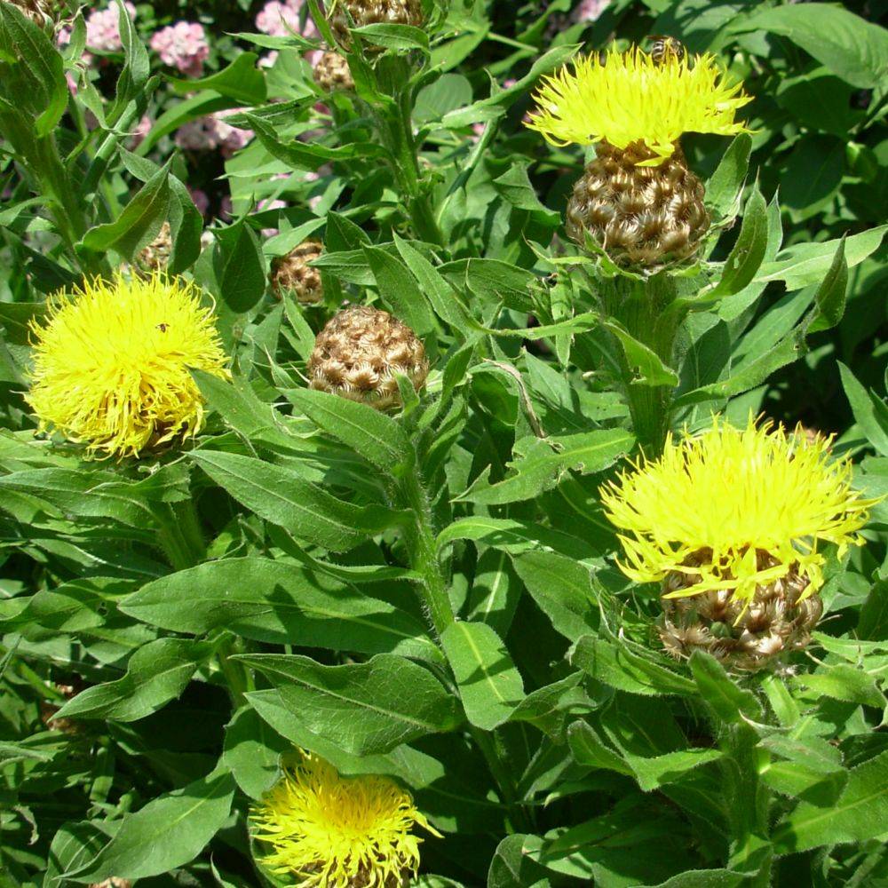 Centaurea macrocephala - Image 2