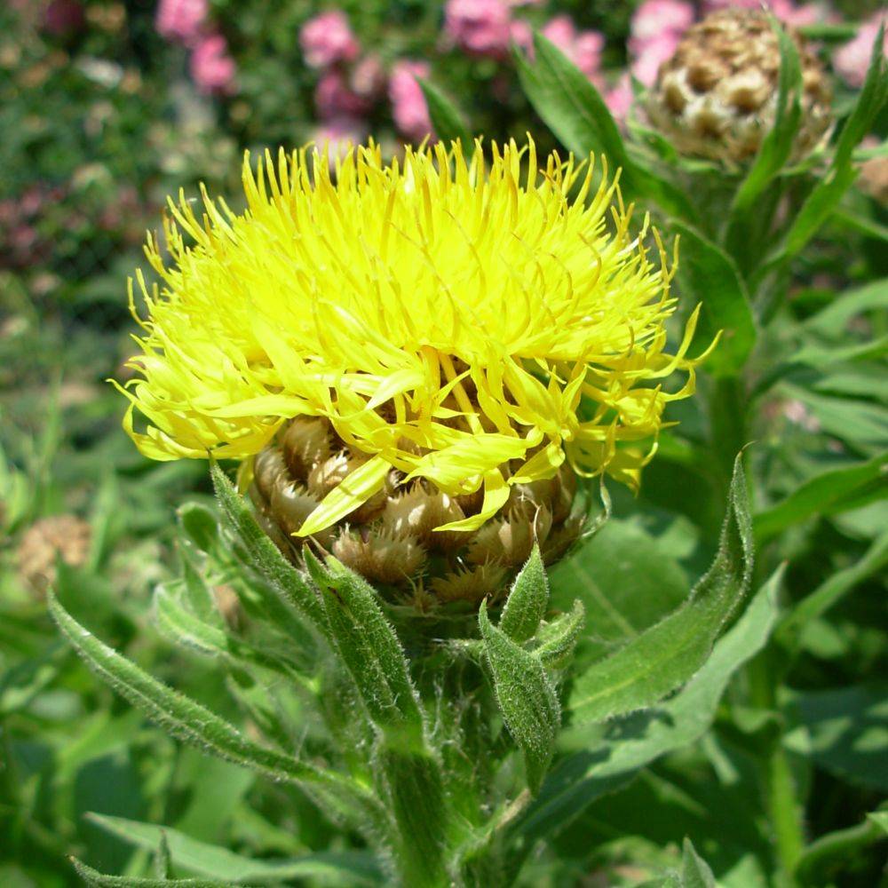Centaurea macrocephala - Image 3