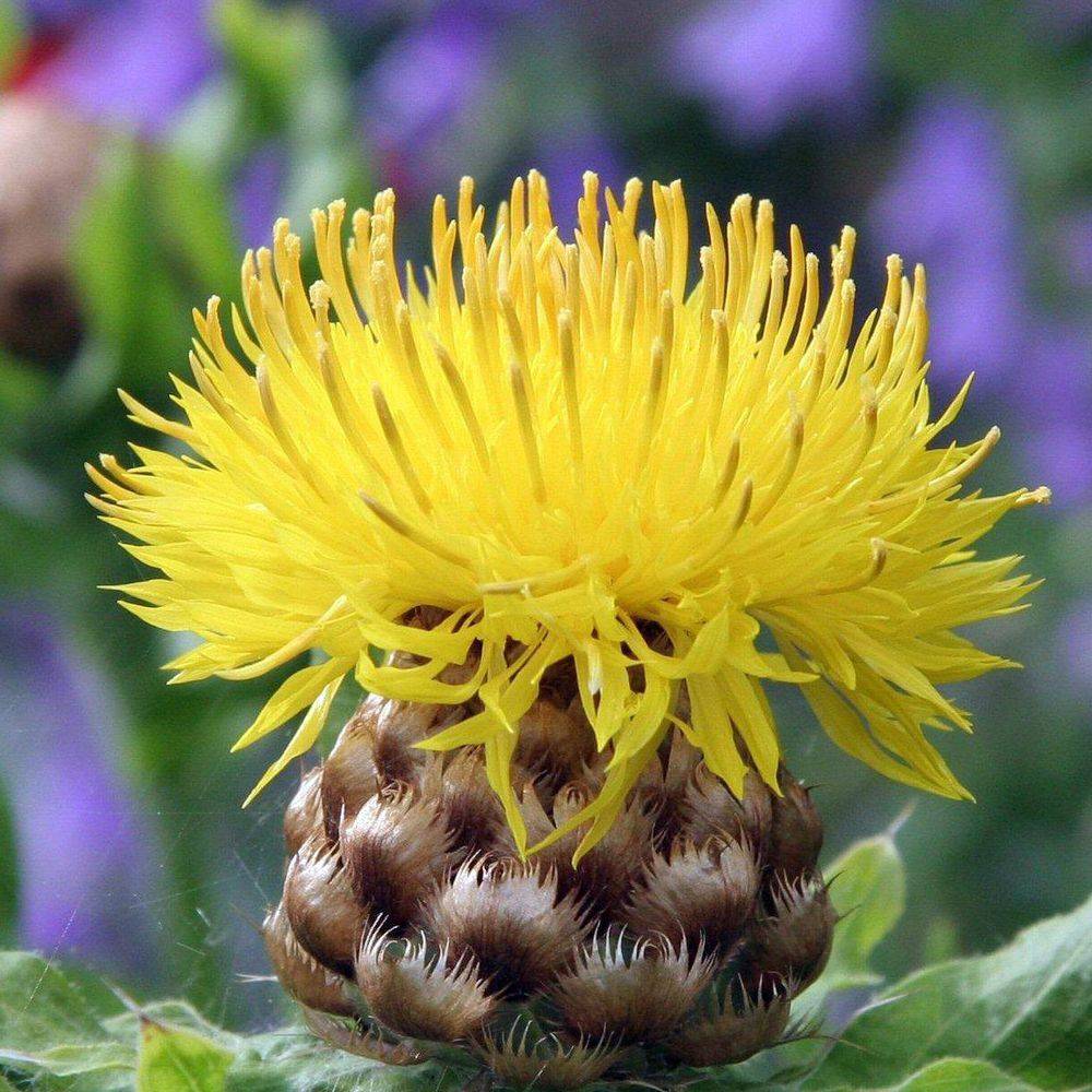 Centaurea macrocephala