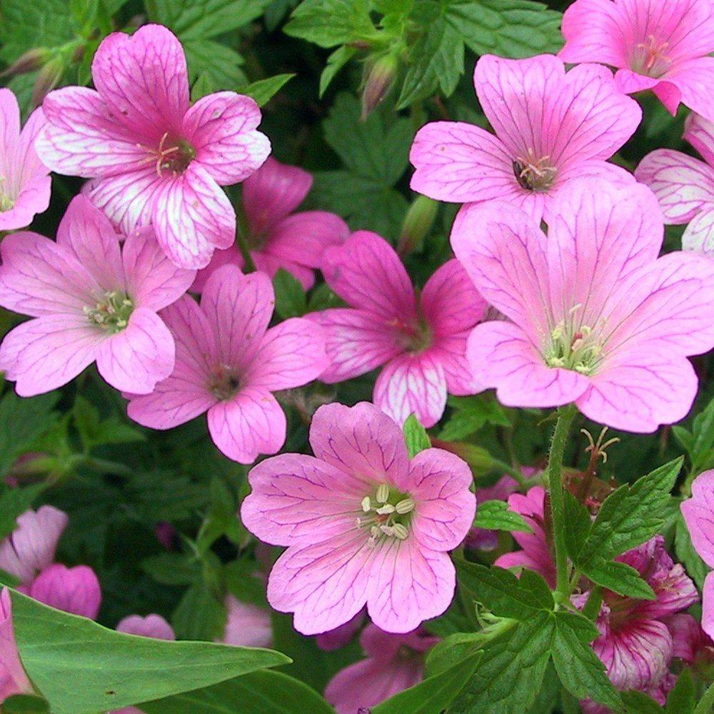 Geranium endressii