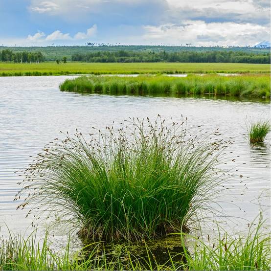 Plante aquatique Juncus effusus - Jonc des chaisiers - Image 4