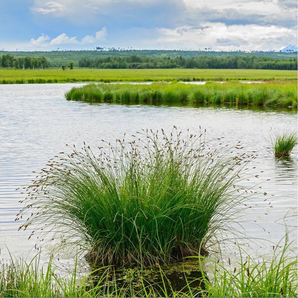 Plante aquatique Juncus effusus - Jonc des chaisiers - Image 4