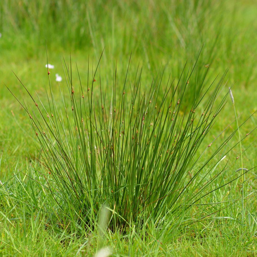 Plante aquatique Juncus effusus - Jonc des chaisiers - Image 2