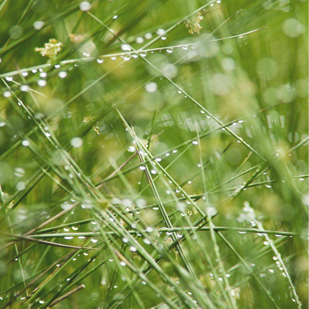 Plante aquatique Juncus effusus - Jonc des chaisiers - Image 3
