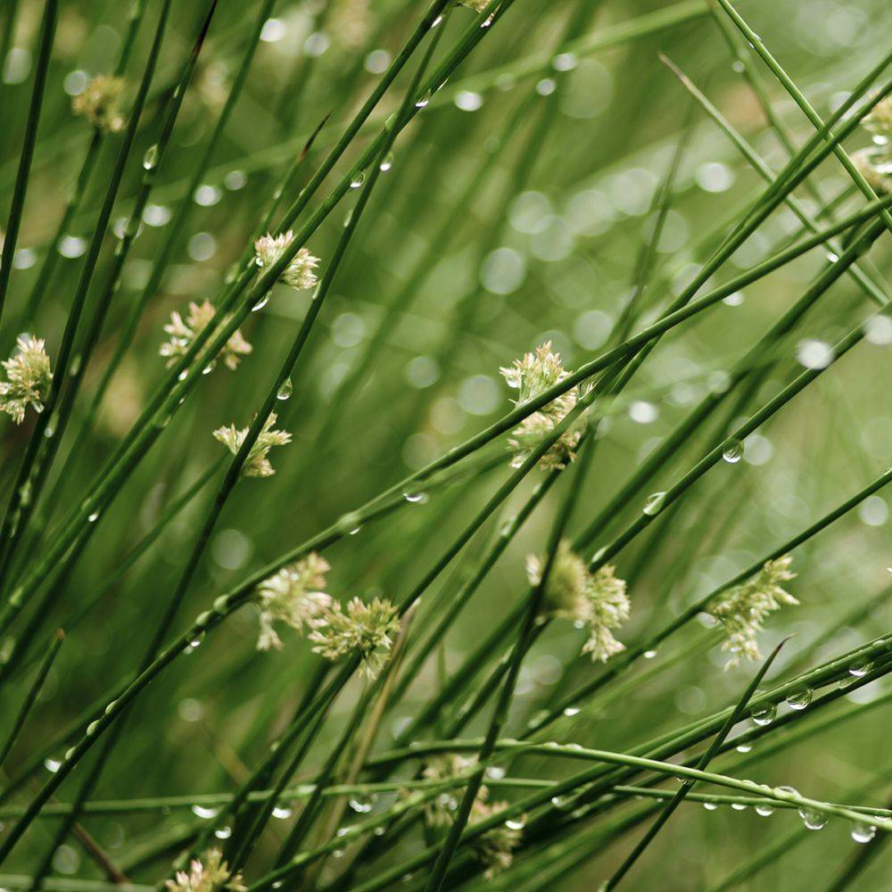 Plante aquatique Juncus effusus - Jonc des chaisiers - Image 1