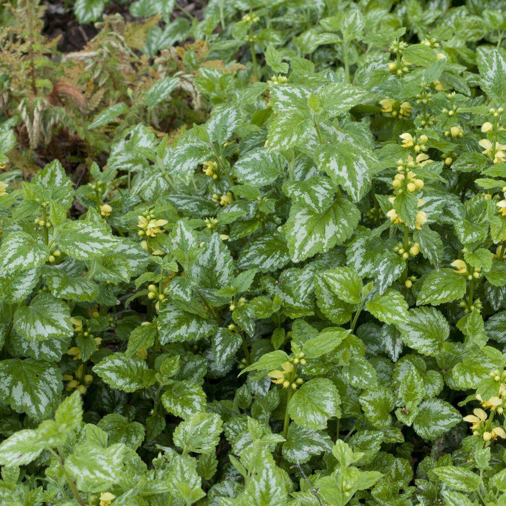 Lamiastrum galeobdolon florentinum