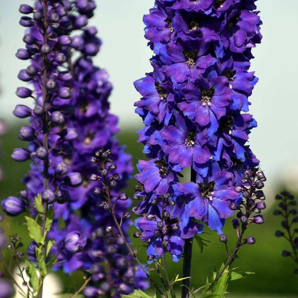 Delphinium hybride giant pacific black night lot de 3 - Image 1