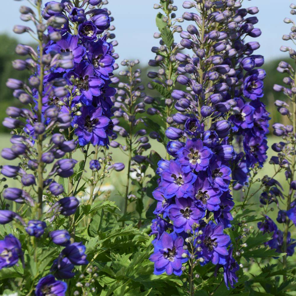 Delphinium hybride giant pacific black night lot de 3 - Image 4