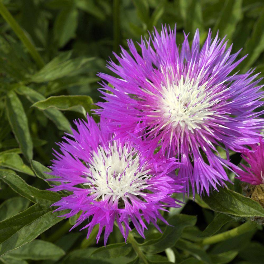 Centaurea dealbata steenbergii - Image 2