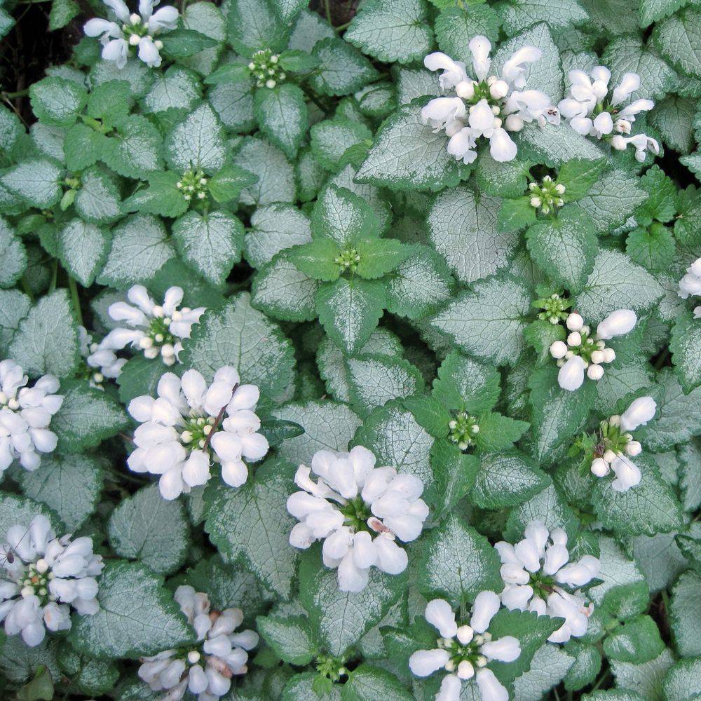 Lamium maculatum white nancy lot de 3