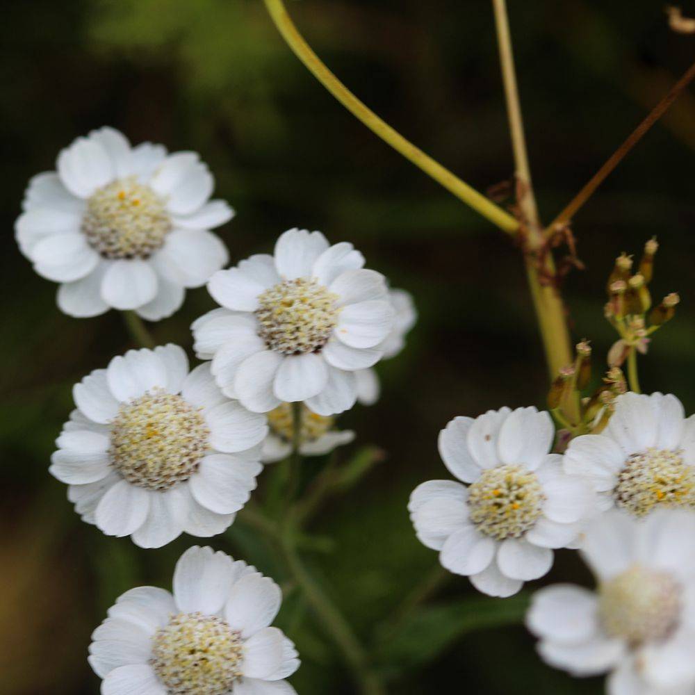 Achillee naine blanche Nana Compacta