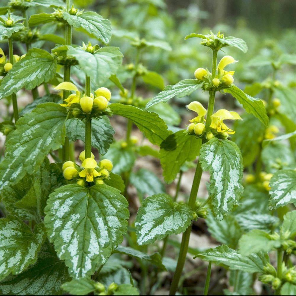 Lamiastrum galeobdolon florentinum - Image 2