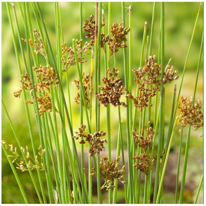 Plante aquatique Juncus inflexus - Jonc glauque - Image 1