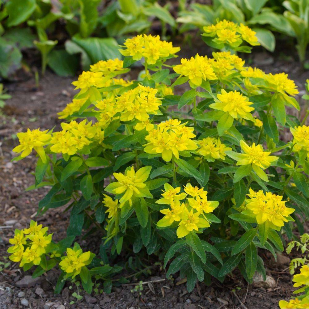 Euphorbe polychroma - Image 2