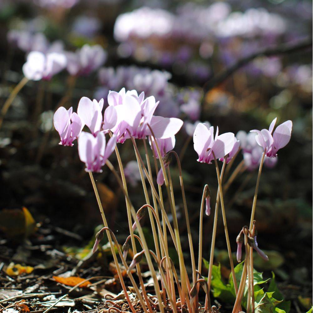 Cyclamen neapolitanum alba - Image 7