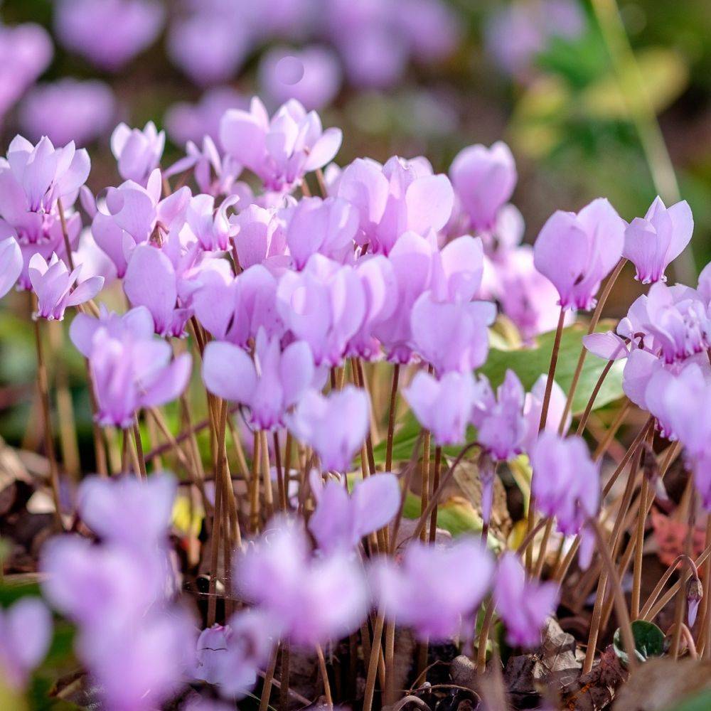 Cyclamen neapolitanum alba - Image 1