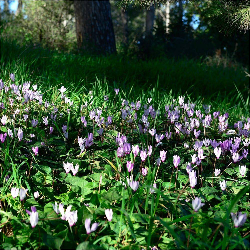 Cyclamen neapolitanum alba - Image 8