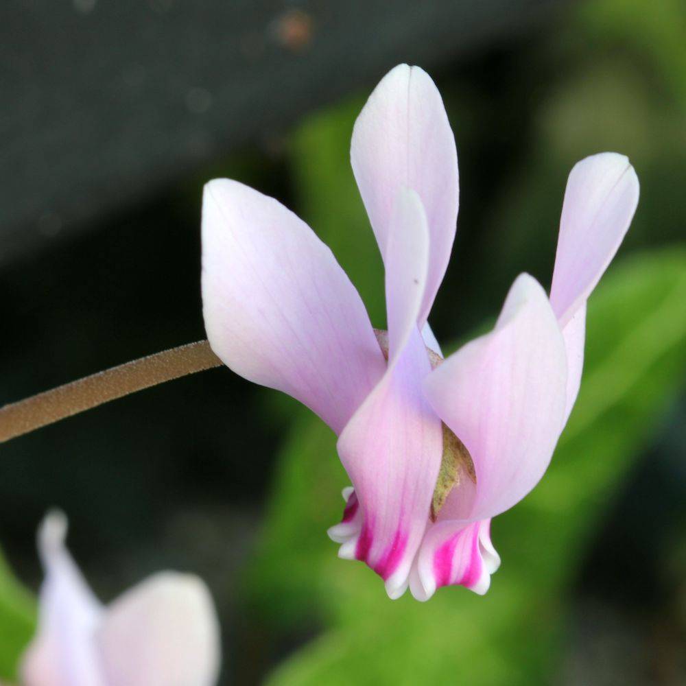 Cyclamen neapolitanum alba - Image 6