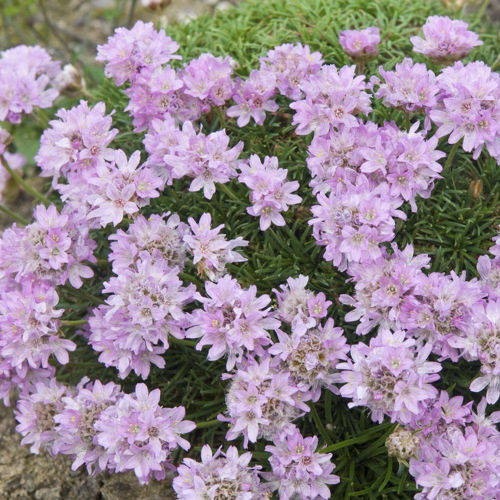 Gazon d'Espagne rose caespitosa lot de 3