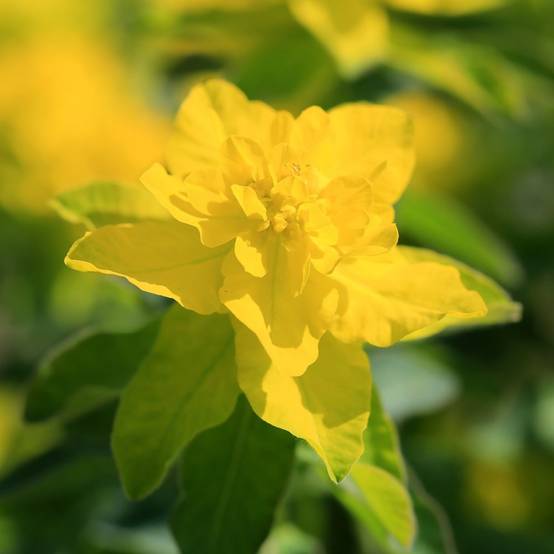 Euphorbe polychroma - Image 3