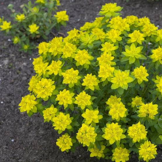 Euphorbe polychroma - Image 4