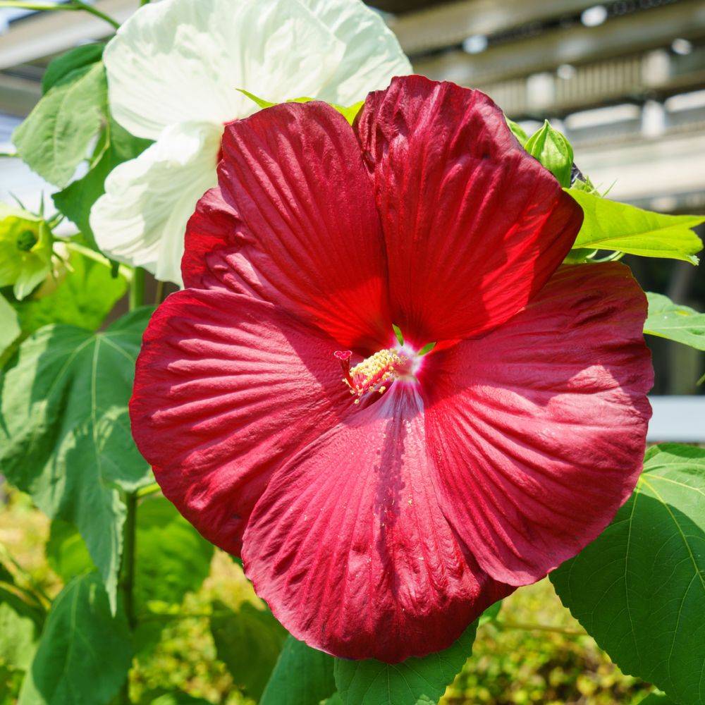 Hibiscus des marais Geant Red