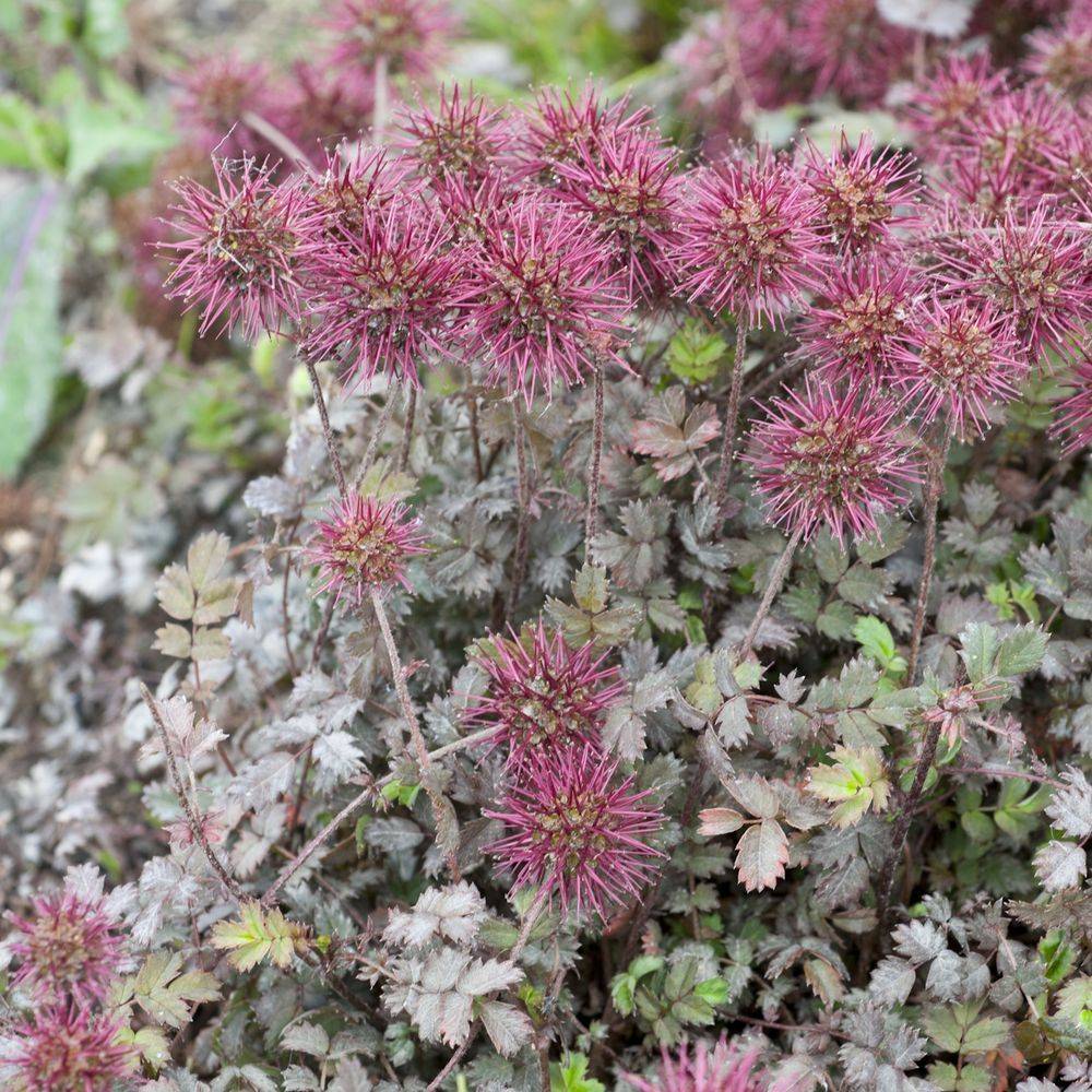 Acaena microphylla kupferteppich