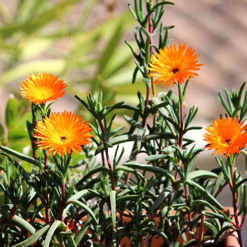 Ficoïde orange