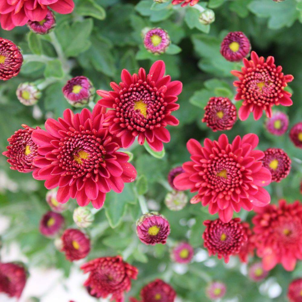 Marguerite d'automne rouge bordeaux 'Scarly'