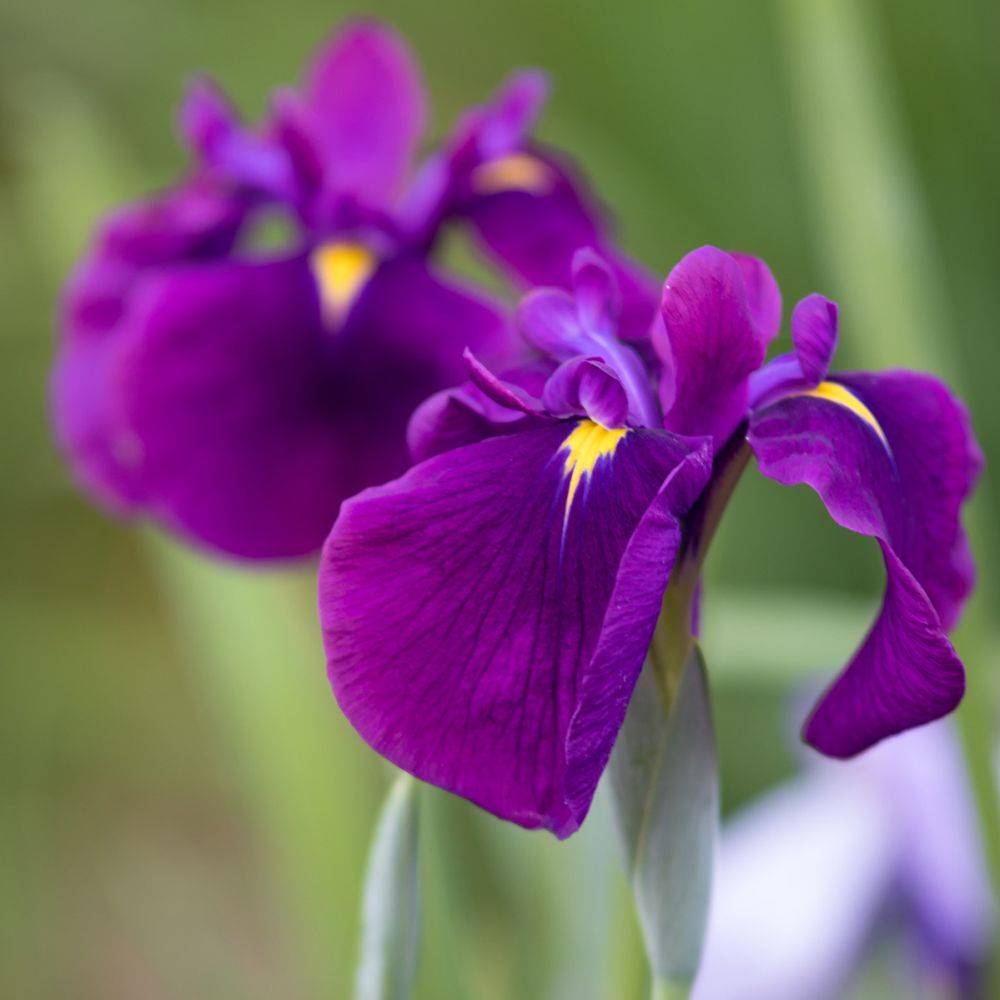 Iris aquatique japonais - Iris kaempferi