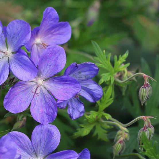 Géranium vivace 'Johnson's blue' - Image 1