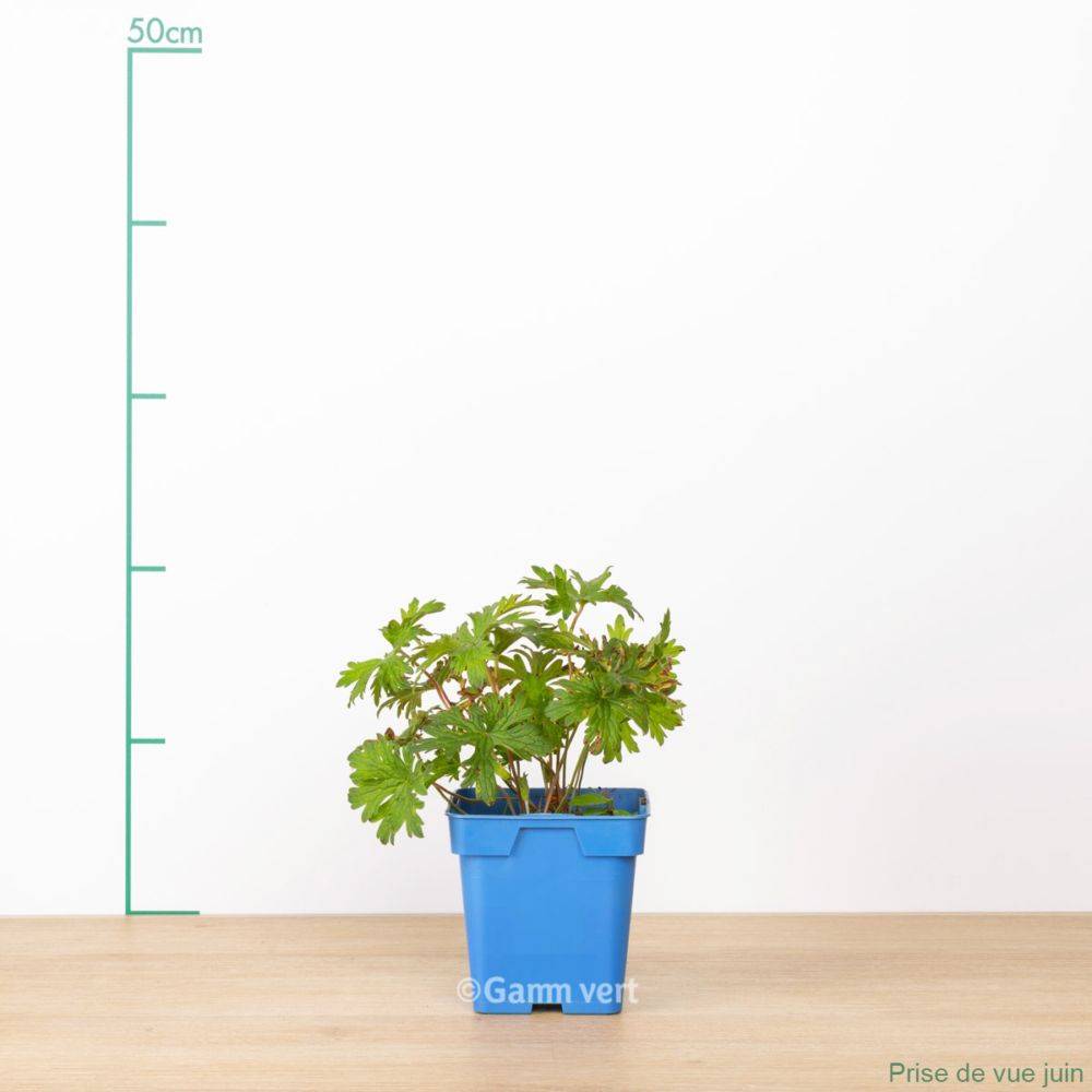 Géranium vivace 'Johnson's blue' - Image 2