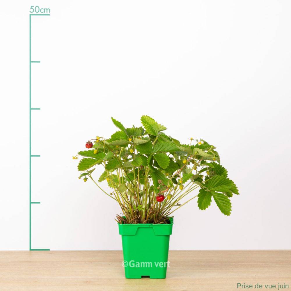 Fraisier remontant 'Fraise des bois' - Image 2