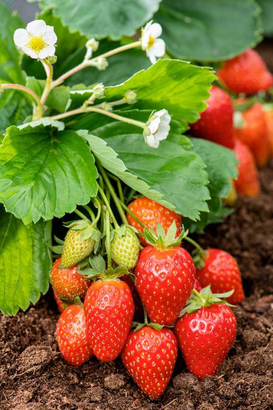 Fraisier 'Mignonette' - Bio