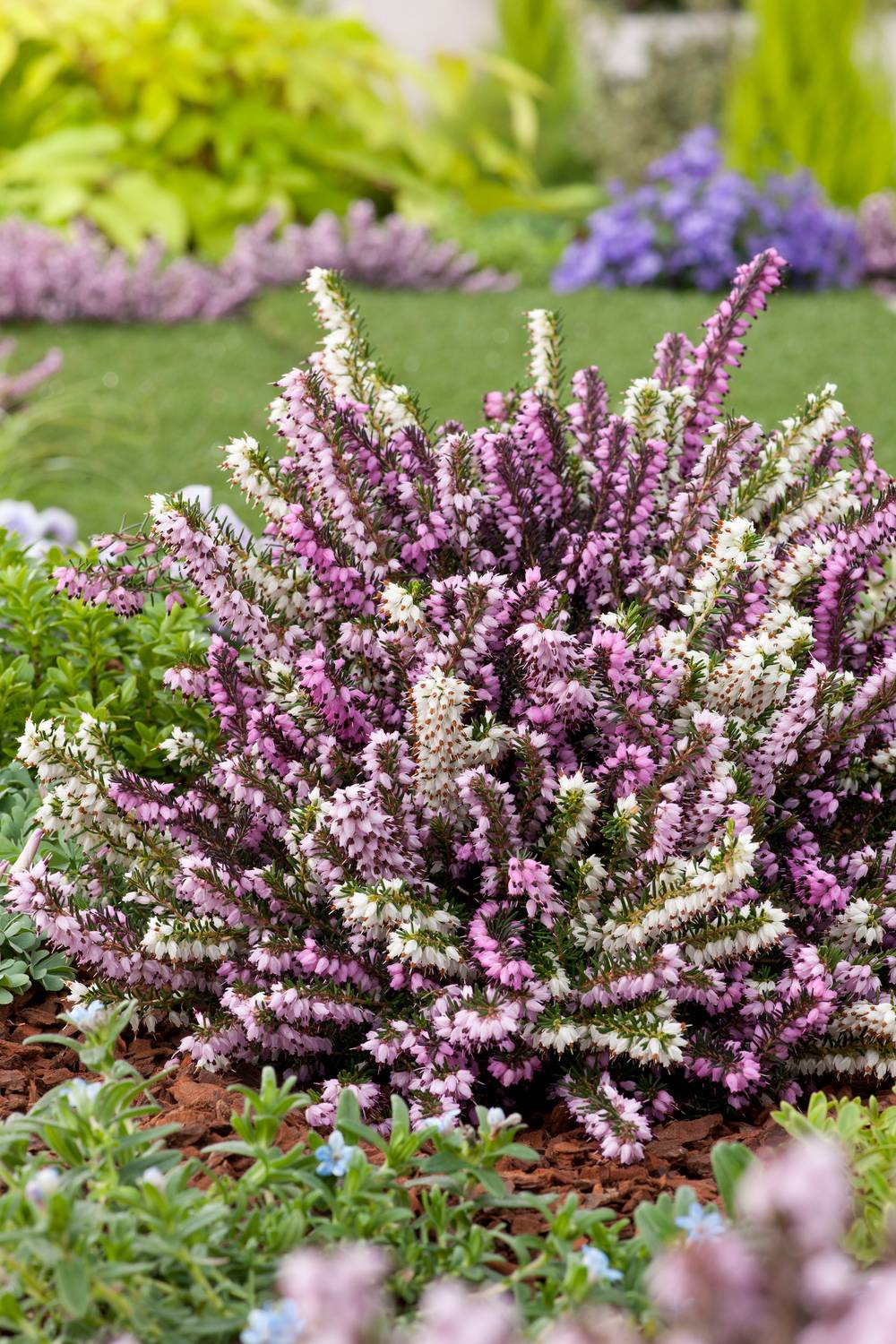 Erica darleyensis 'Darley Dale' - Bruyère d'hiver