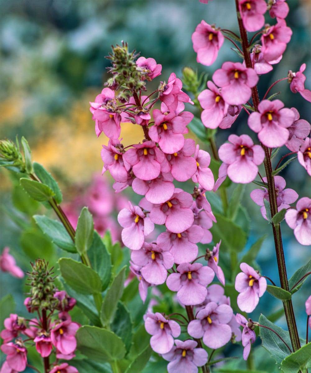 Diascia rigescens lot de 3